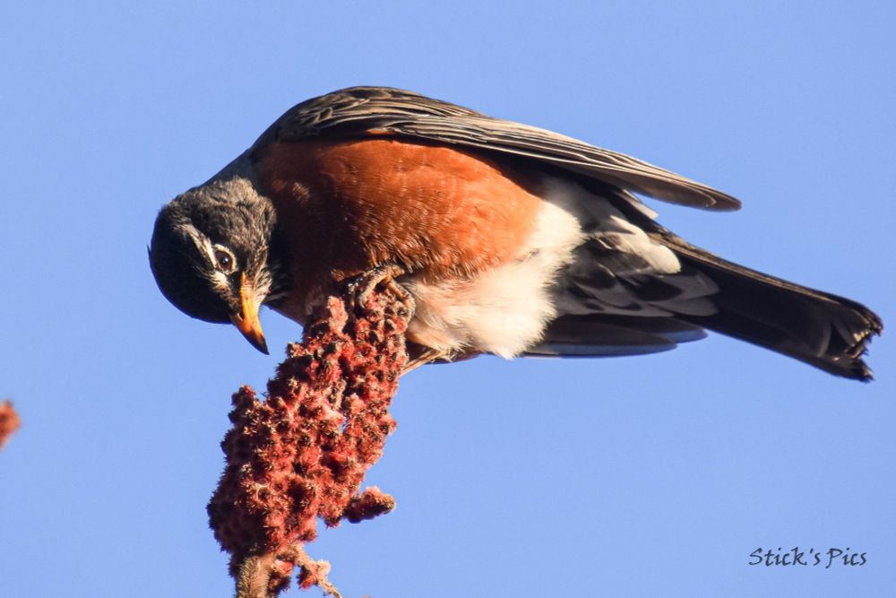 A Robin eating berries.