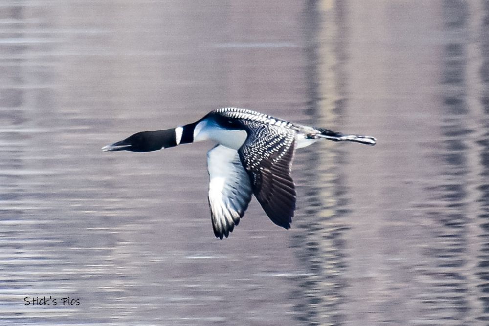 Loon flying across a lake.
