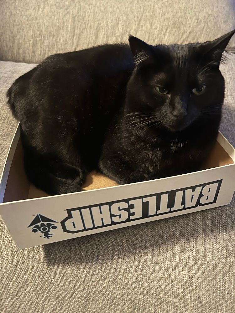 Our black cat laying inside of the lid to our battleship game box 