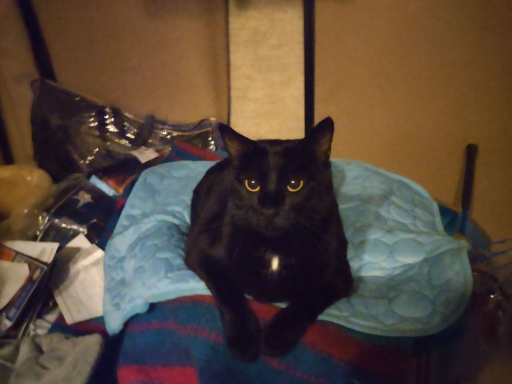 Gorgeous black cat with a white star on her chest, sits upon my pile of saddle blankets, regal as the Queen she is! All hail Ares, God of War!!
