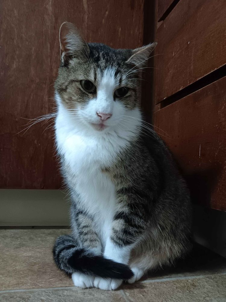 a brown, black, and white tabby cat