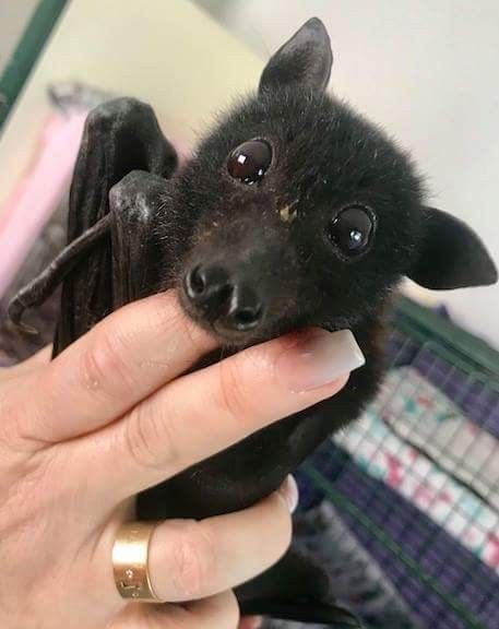 A photo of someone holding a very cute bat.
