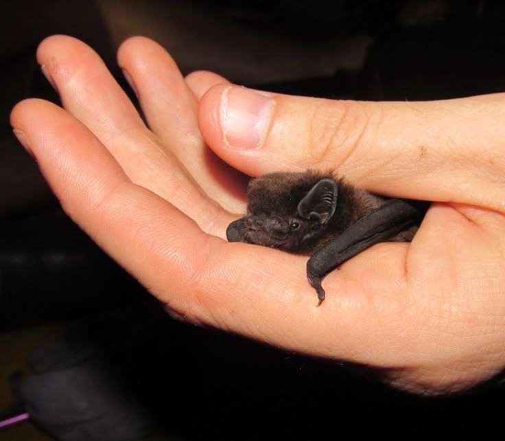 A photo of someone holding a very cute bat.