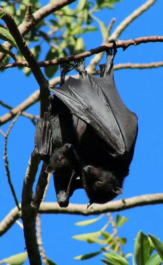 A photo of a couple of cute bats hanging upside-down from a tree branch.