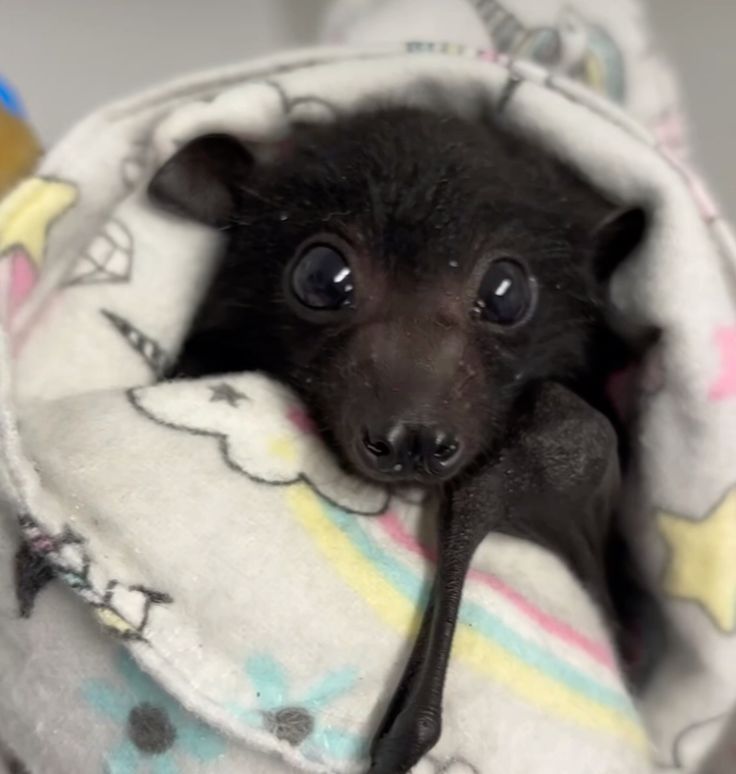 A photo of a very cute bat wrapped in a blanket.