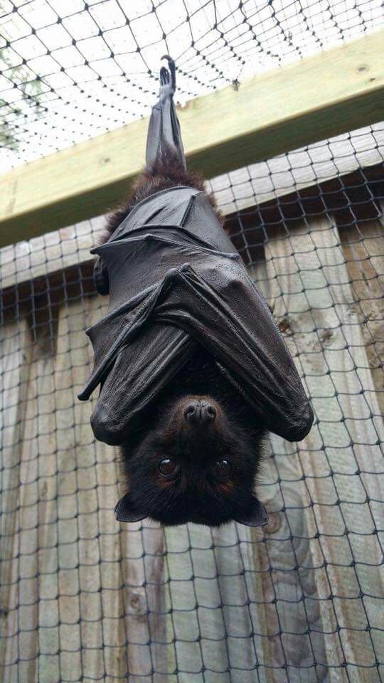A photo of a cute bat hanging upside-down.