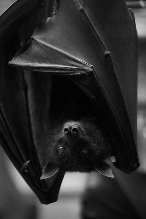 A black and white photo of a cute bat hanging upside-down.