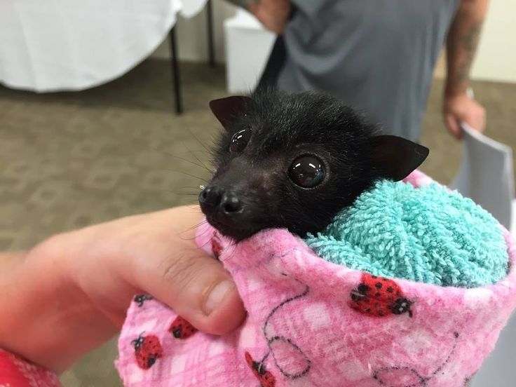 A photo of a very cute bat wrapped in a blanket.