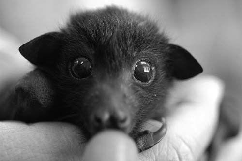 A black and white photo of a very cute bat.