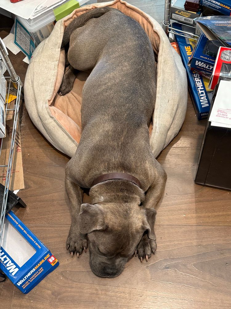 Fiona, a light brown brindle mix breed, is laying straight out with her head between her paws. Her back legs are sitting snuggly in a round dog bed that is too small