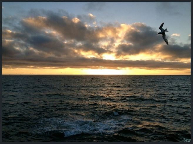 Ocean Sunset with Seabird. 
Photograph by Windy B. 