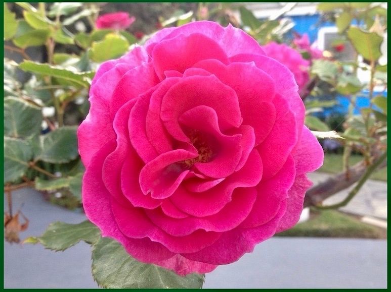 Pink rose.
Photograph by Windy B. 