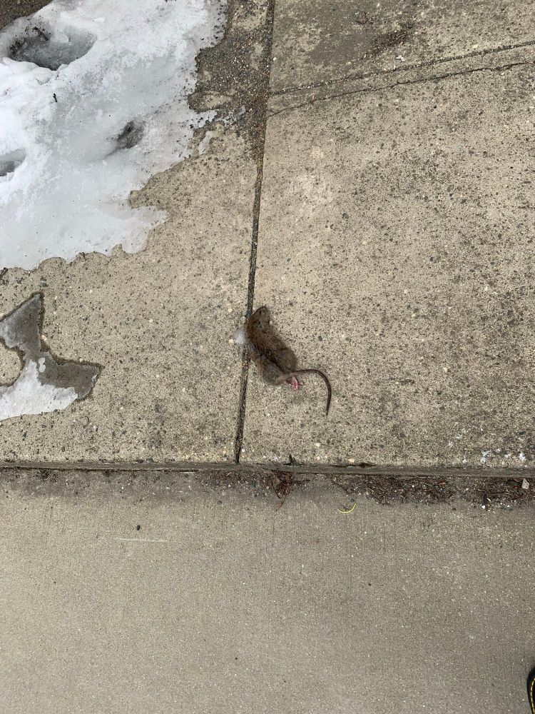 A close up of the rat in the previous image. 