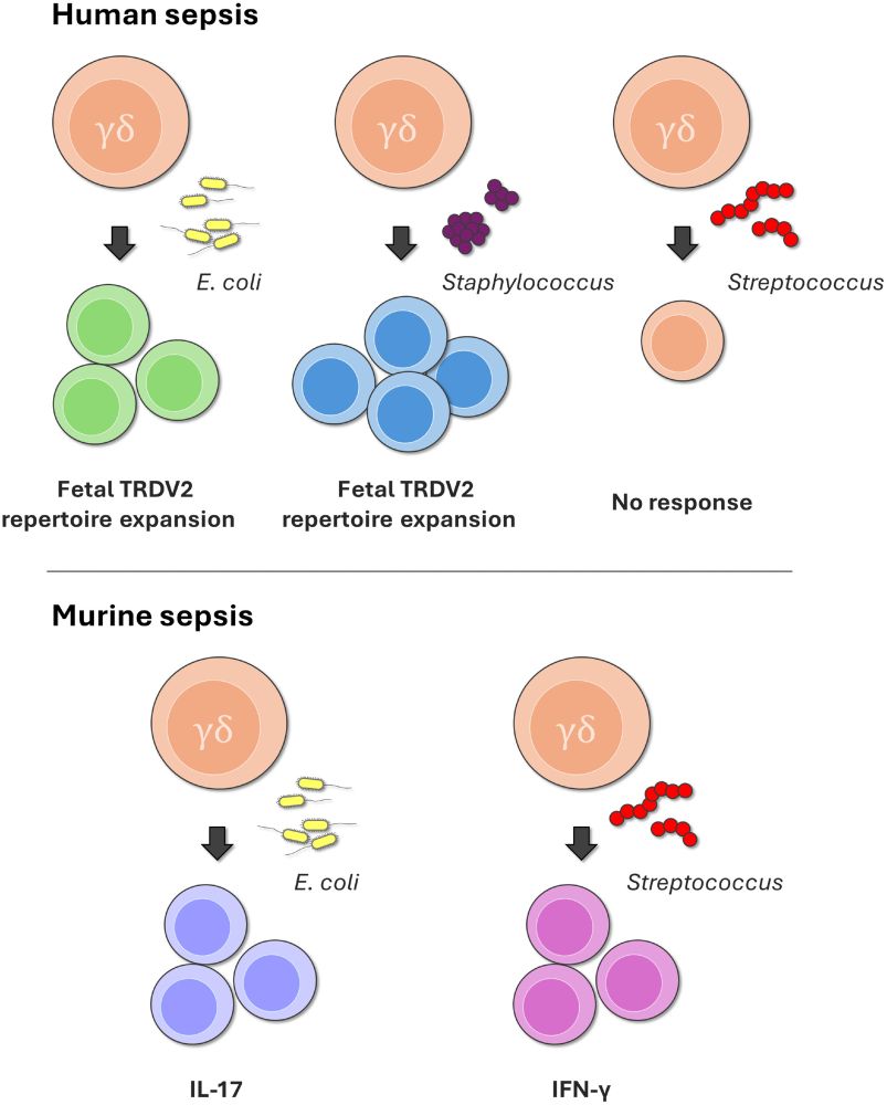 graphical abstract of Highlights of 2024: γδ T cells and bad blood