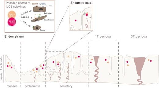 graphical abstract for Dynamic roles of ILC3 in endometrial repair and regeneration