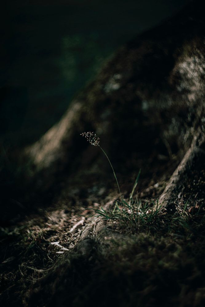 A single delicate wild grass seed head stands in a shaft of soft light at the base of a moss-covered tree, surrounded by shadowy forest floor textures, capturing a quiet and intimate moment in nature.