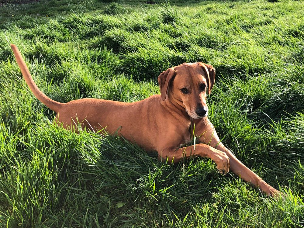 An orange hound dog with a sleek coat lying on lush green grass, front paws crossed and tail extended, looking alert and relaxed in the sunlight.