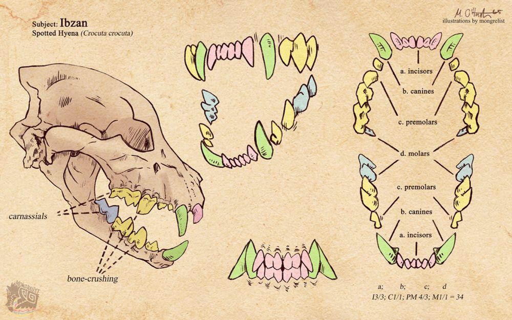 An illustrated chart indicating hyena dental anatomy, subject Ibzan. Different types of teeth are labeled as inscisors; pink, canines; green, premolars; yellow, & molars; blue. 