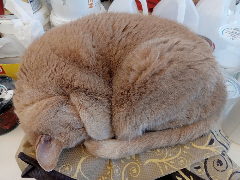Penny the beige studio cat sleeps curled up on a too-small box.