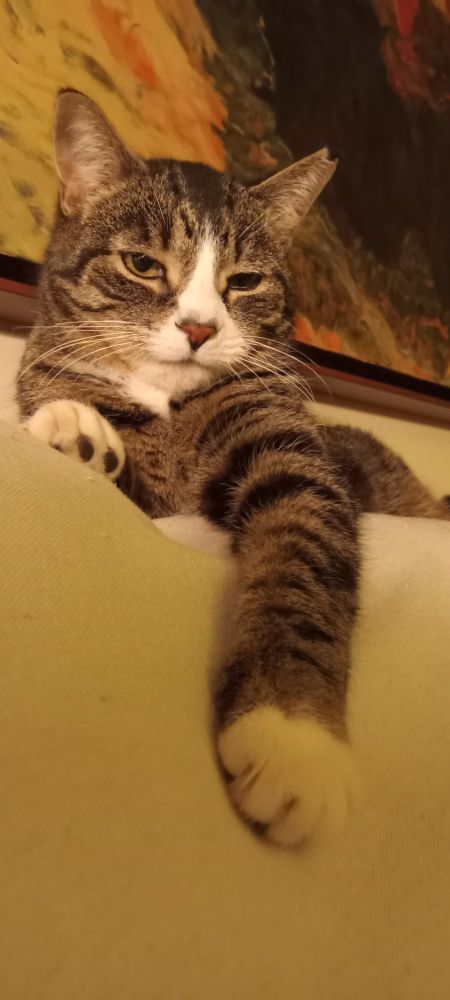 Kevin the silver tabby lounges on the sofa with one foreleg stretched out.