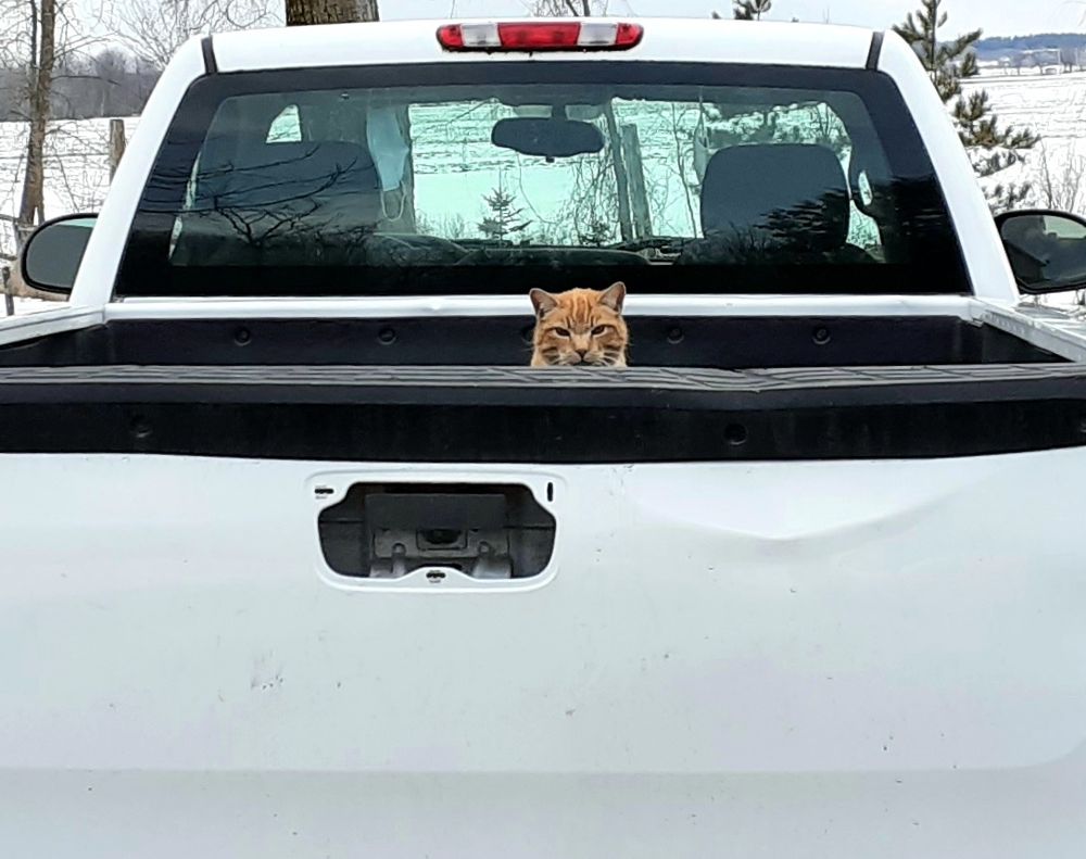 A ginger cat in a white pickup truck looking over tailgate. 