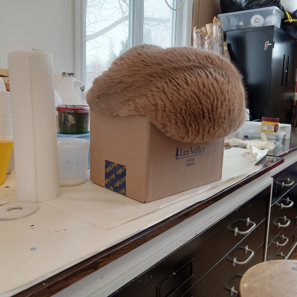 Penny the beige studio cat sleeps on top of a box too small to contain her copious flub.