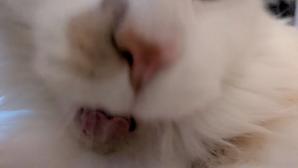 extreme closeup of my cat, Loki