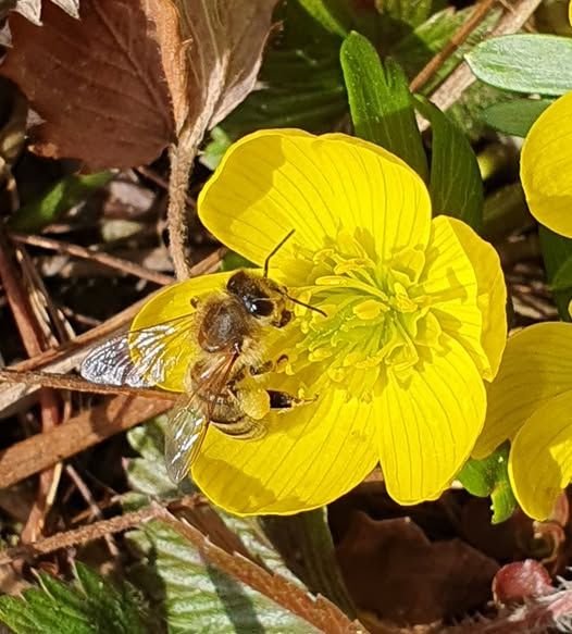 bee in a yellow bloom of a winter aconite