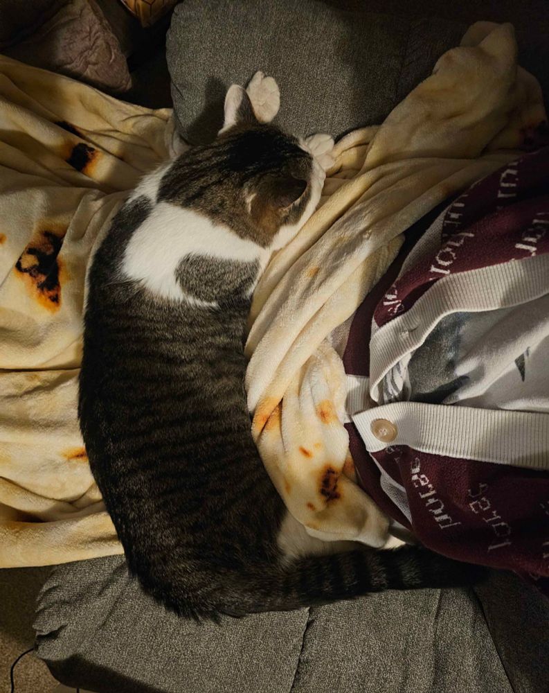 a large white and tabby cat stretched across his owner's lap