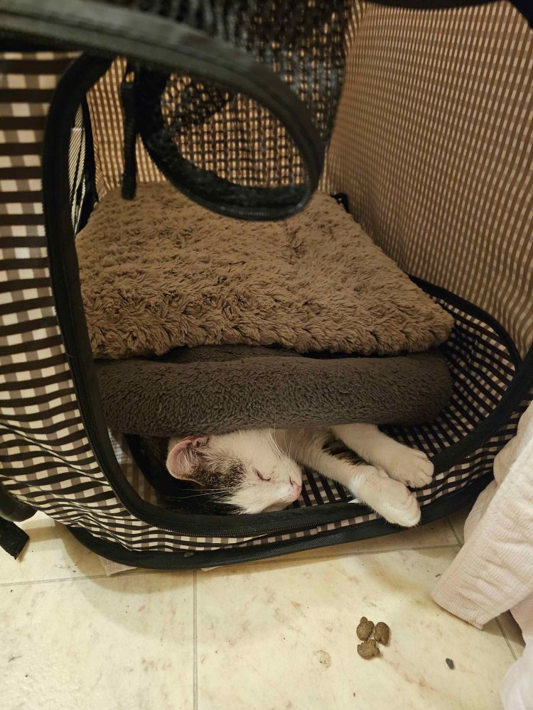 a white and tabby cat fully asleep and relaxed underneath two cat beds inside of a cat carrier