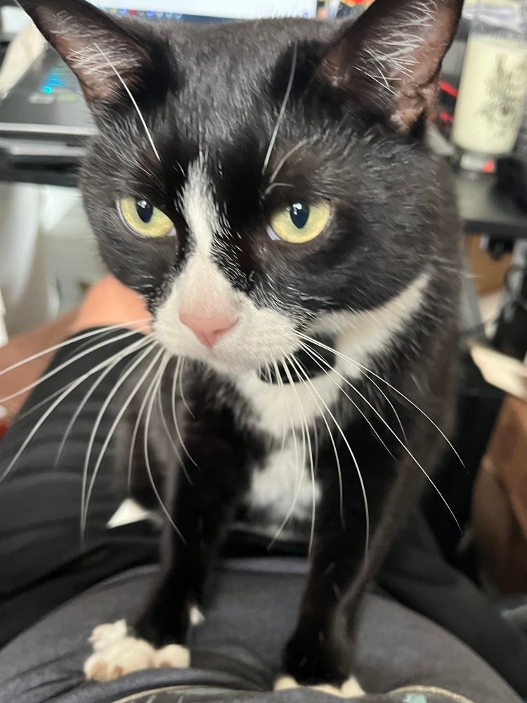 A tuxedo cat kneading on her human’s stomach as she stares insistently at him.