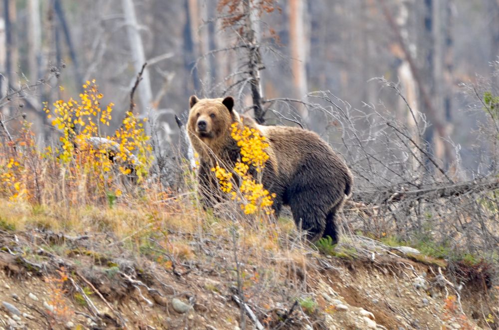 Grizzly bear on a slope with fall shrubbery in the foreground.