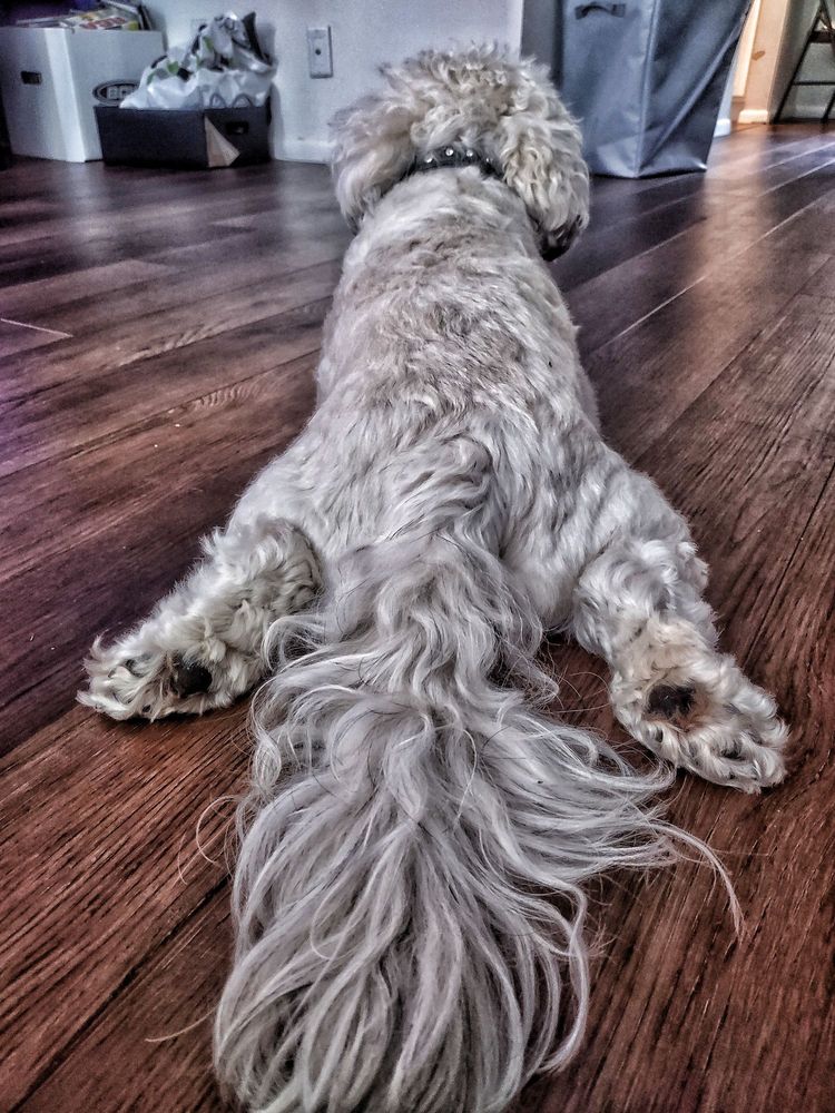 My dog sprawled out on the floor. 