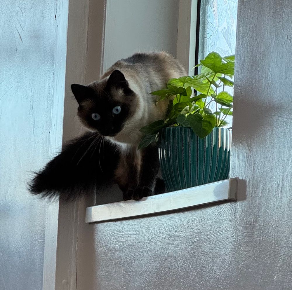 A naughty fluffy Siamese mix cat is caught in the act of eating a houseplant.