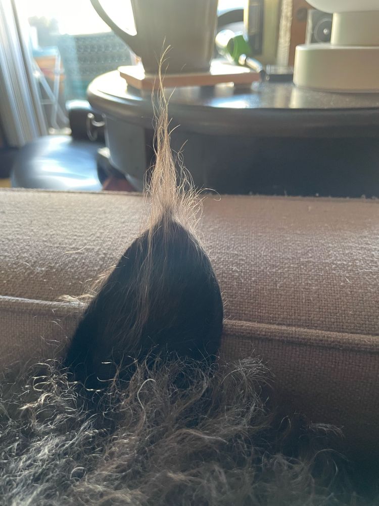 Image of part of a dog’s head with his ear sticking up against the arm of a couch. The ear has a long tuft of hair standing straight up.