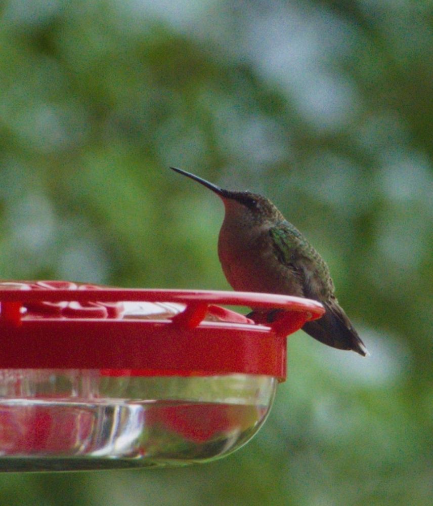 A female ruby-throated hummingbird sits on a red hummingbird feeder. She is mostly white on the belly, green on the back, no ruby throat, and a very long needle-like black bill.