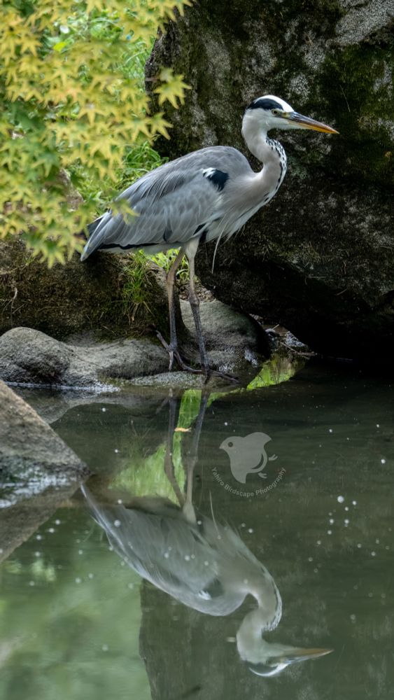 A grey heron standing by a pond, its reflection clearly visible on the calm water.