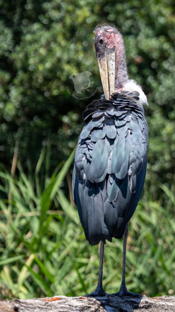 A Marabou Stork preening its feathers, standing tall with dark wings and a bare head.