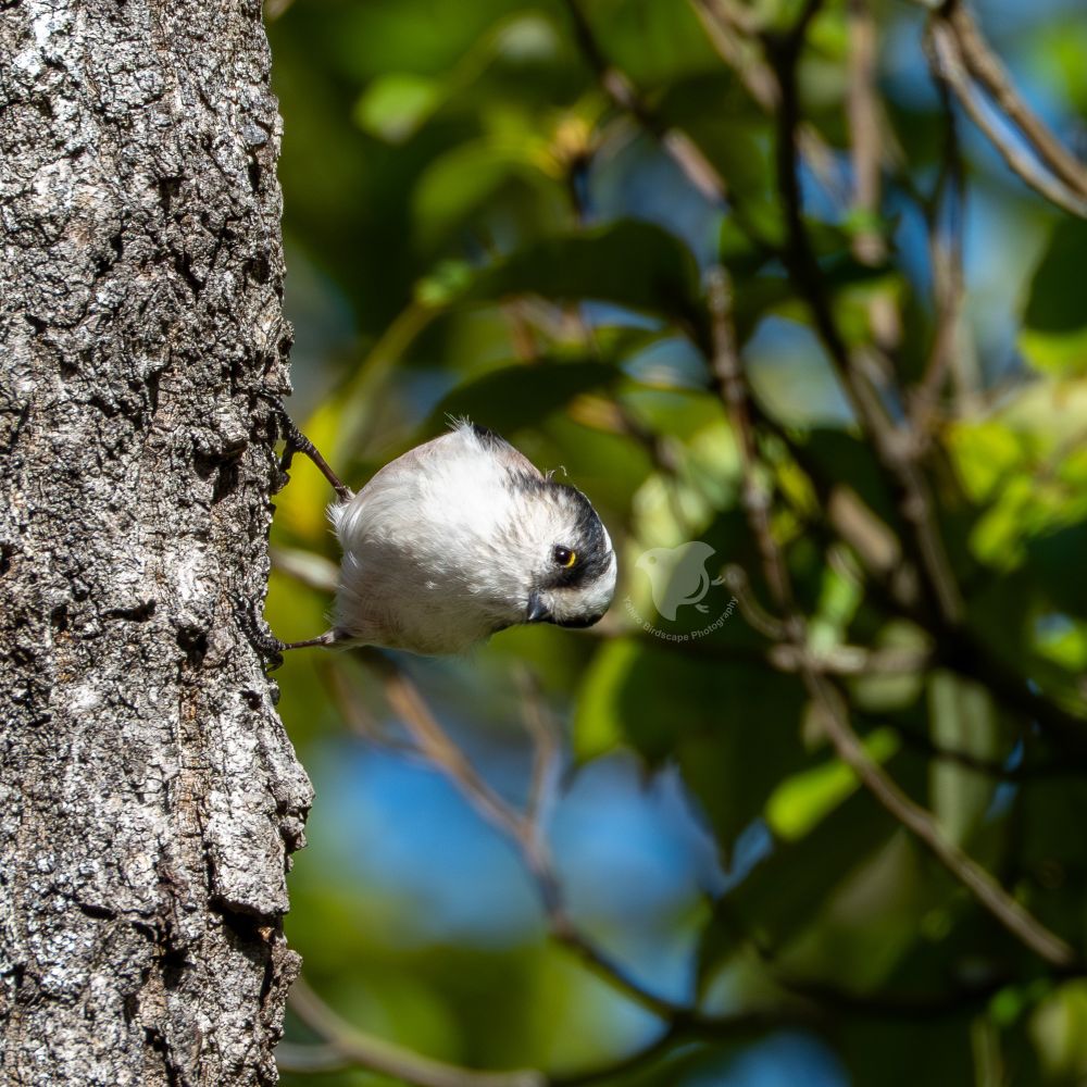 As if gravity paused—holding the light body of a long-tailed tit in gentle balance.