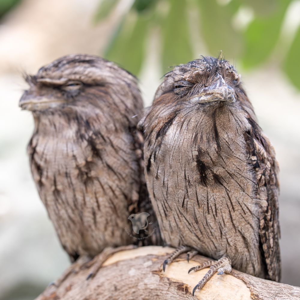 Two tawny frogmouths perched close together on a branch, both with half-closed eyes, looking sleepy and relaxed.