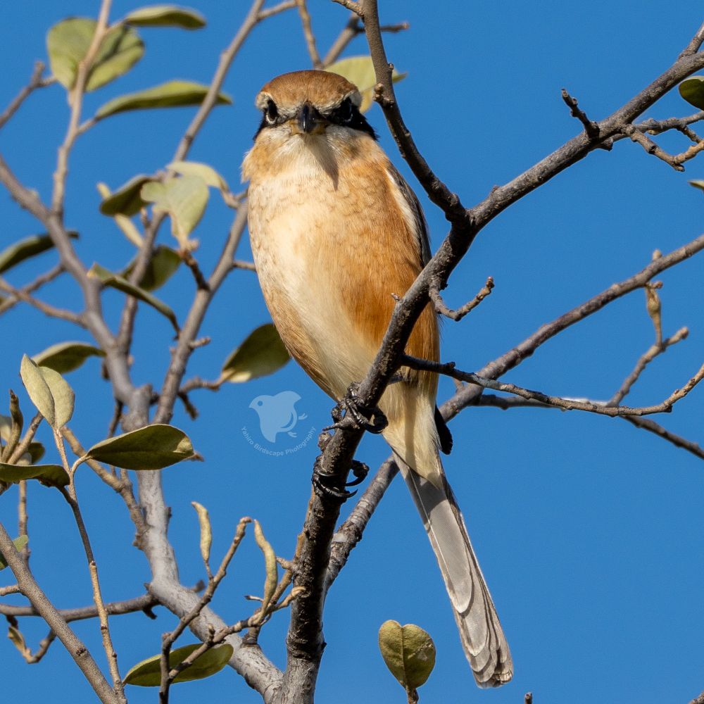 A male bull-headed shrike perching on a branch, facing the camera against a clear blue sky.