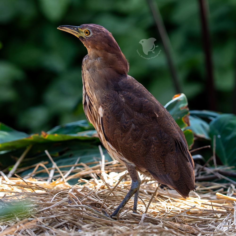 A Japanese Night Heron standing on straw among green leaves, shown in side profile with a yellow eye and chestnut-brown plumage, photographed at a zoo.
