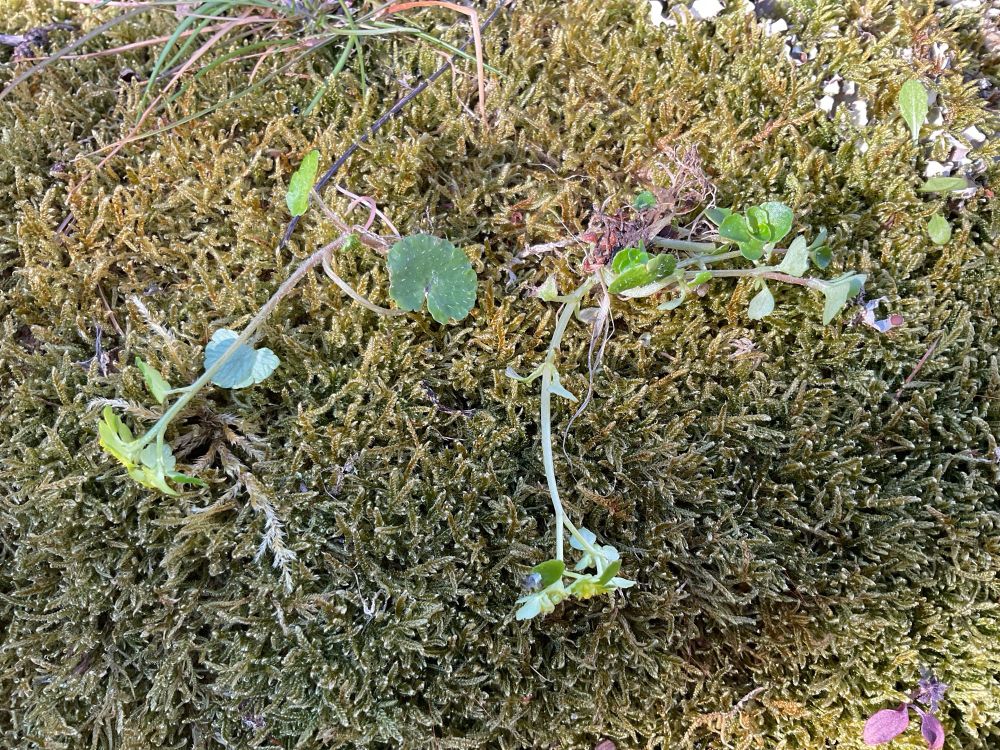 Alternate-leaved golden saxifrage (Chrysosplenium alterniflorum) on left and opposite-leaved golden saxifrage (C.oppositifolium) on right.