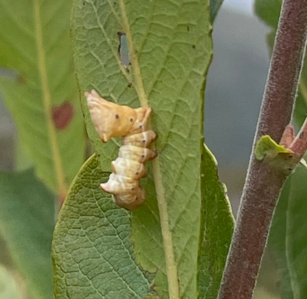Pebble prominent larva.