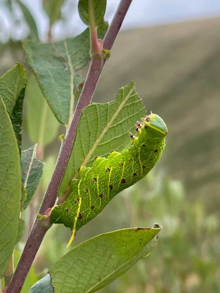 Poplar hawk larva.