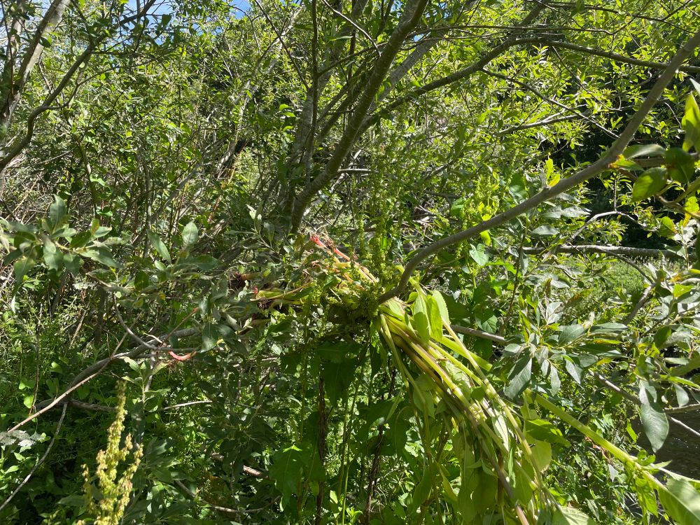 Himalayan balsam pulled and hung up in trees to desiccate so it can’t set seed.