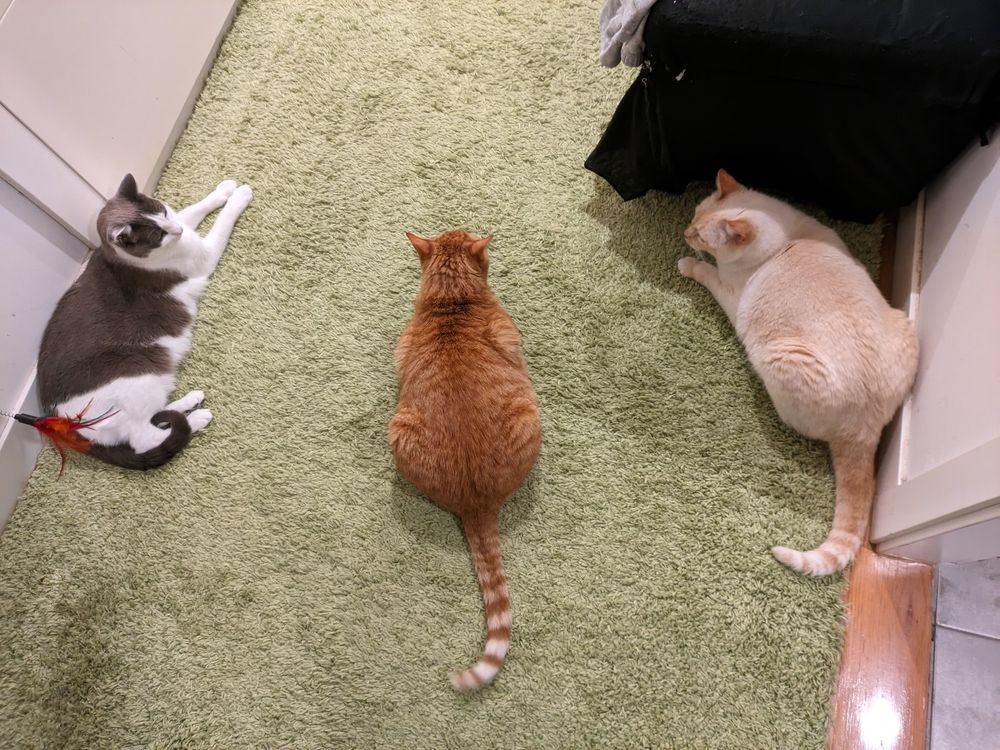 Gato gris, gato naranja y gato blanco
