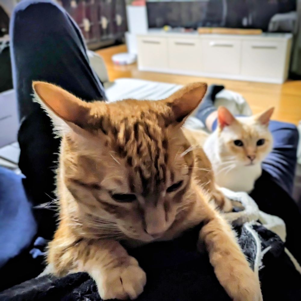 Gato naranja y gato blanco sobre un humano 