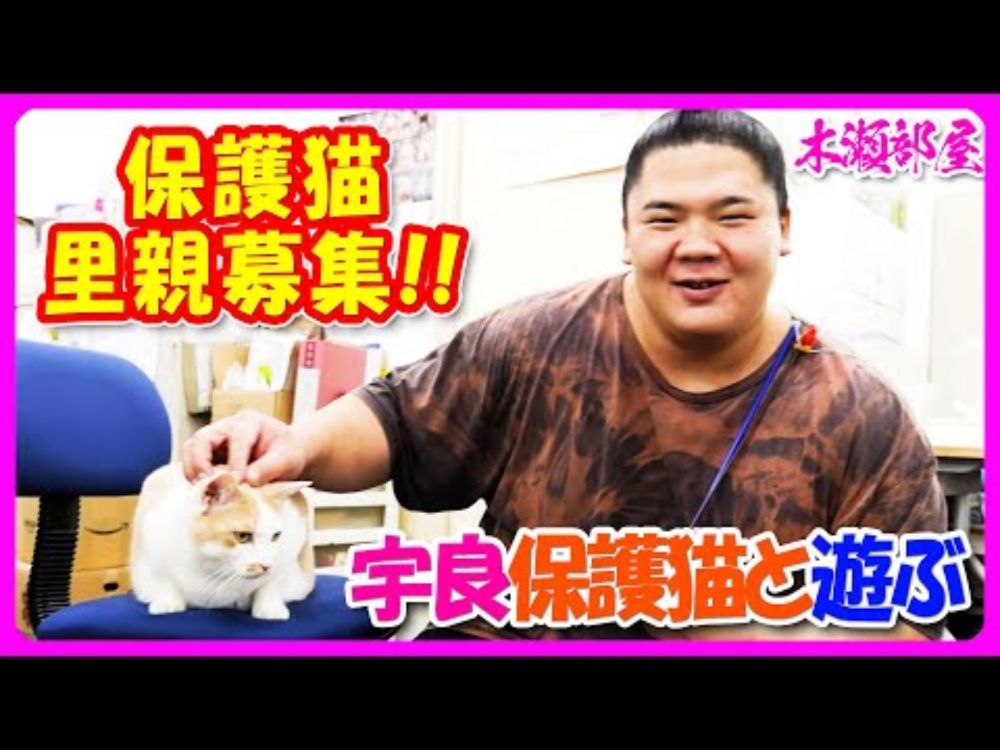 🐱宇良関が保護猫と遊ぶ【相撲/Sumo】 Ura playing with rescue cats