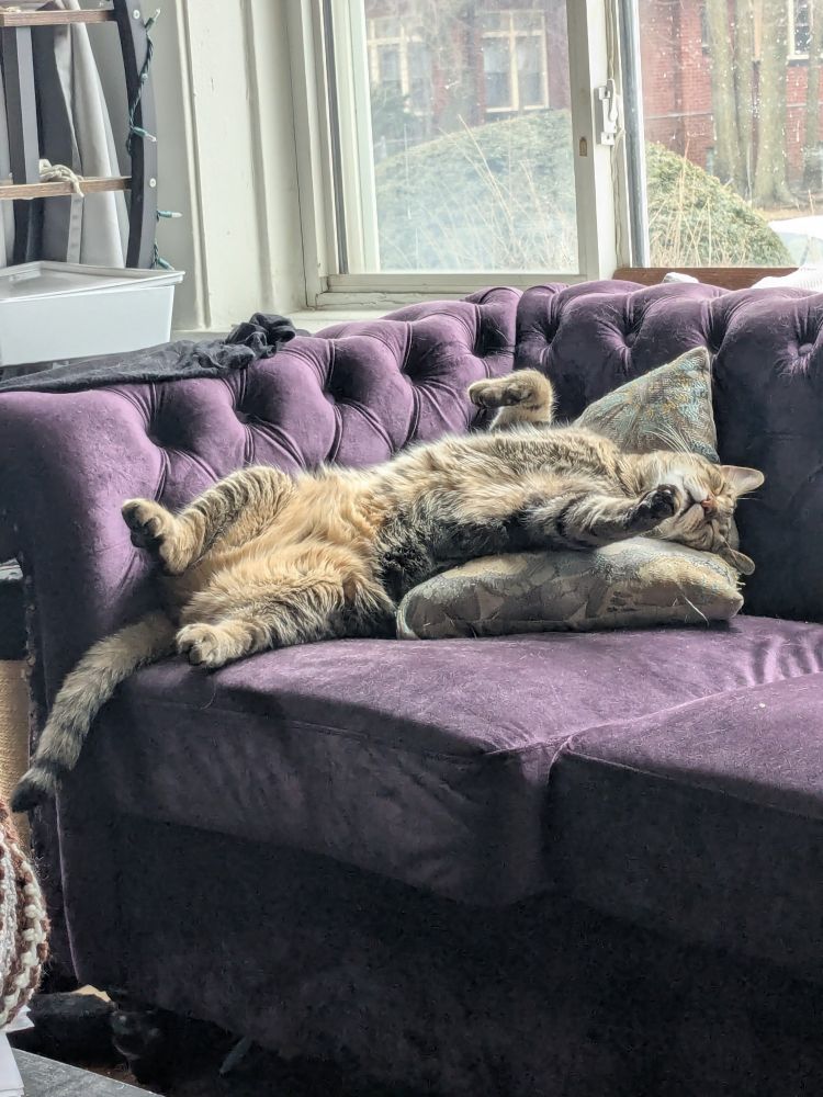 An orange and black tabby cat is sprawled in luxurious abandon on a purple velvet couch.